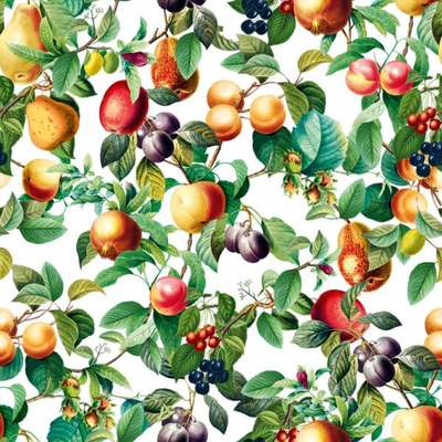 Marburg Gloockler Pompoos Provence 35632