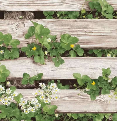 Shinhan Wallcoverings Natural 87020-1