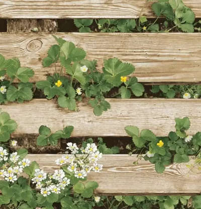 Shinhan Wallcoverings Natural 87020-2