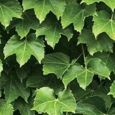 Shinhan Wallcoverings Natural 88422-1