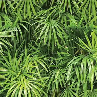 Shinhan Wallcoverings Natural 88425-1