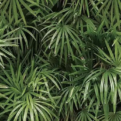 Shinhan Wallcoverings Natural 88425-2